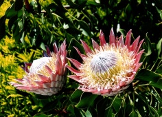 Neuseeland - Proteas