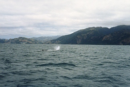 Neuseeland - Kaikoura Whale Watching