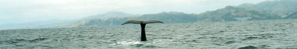 New Zealand - Whale watching Kaikoura
