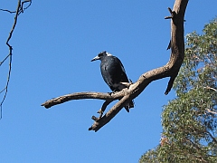 Australia - Port Albert