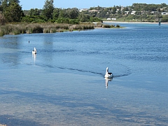 Australien - Burrill Lake