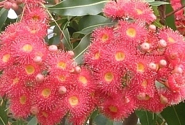 Australia - Gerroa Gumtree