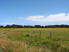 Australia - Waratah Bay