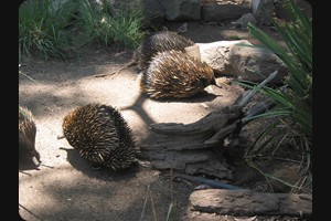 Echidna