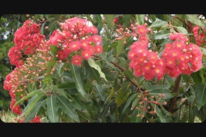 Gerroa Gumtree