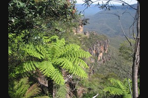 Fern trees Katoomba