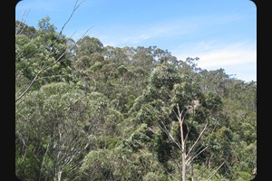 Eucalyptus forest Katoomba