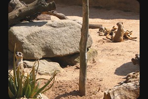 Meerkat colony