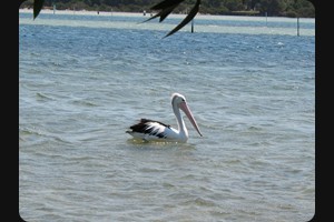 Merimbula pelican
