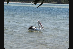 Merimbula Pelikan