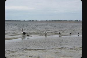 Saint Helens, Tasmania