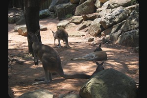 Taronga Zoo