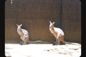 Wallabies