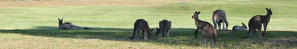 Australia - Golf course Eden