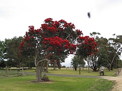 Australia - Yarram