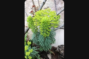 Wolfsmilch (Euphorbia characias)