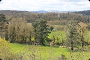 Cedars near Copeyre