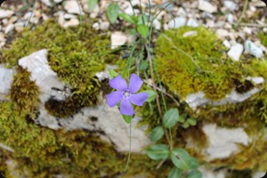 Immergrün (Vinca minor)