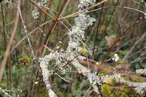 Lichens in spring time