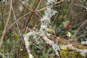 Flechten im Frühling