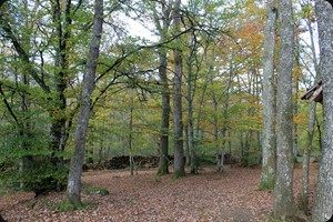 Bois de Guedelon