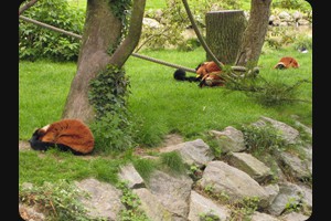 Lemures, Zoo de Beauval