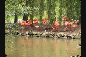 Flamingos, Zoo de Beauval