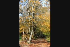 Bois de Guedelon