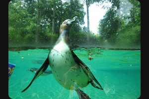 Penguins, Zoo de Beauval