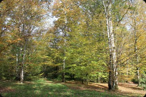 Bois de Guedelon