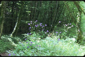 Columbine (Aquilegia vulgaris), Doubs