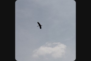 Stork flying above Ecomusee d'Alsace