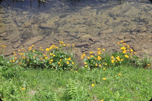 Lago Misurina