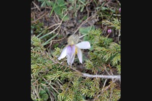Anemone vernalis (arctic violet)