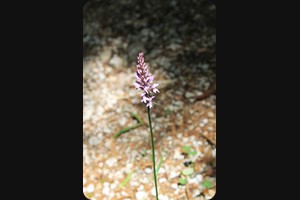 Dactylorhiza fuchsii