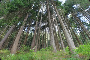 Wald am Lago di Santa Caterina