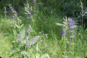 Sage meadow (Salvia pratensis)