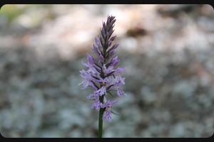 Knabenkraut (Dactylorhiza fuchsii)