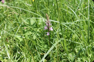 Dactylorhiza fuchsii (common spotted-orchid)