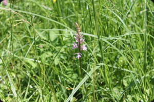 Dactylorhiza fuchsii (Knabenkraut)