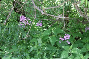 Lunaria annua (annual honesty)