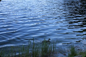 Lago Misurina with duck