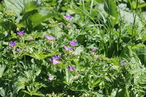 Geranium palustre (marsh cranesbill)