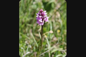 Dactylorhiza fuchsii (common spotted-orchid)