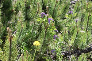 Clematis alpina (alpine clematis)
