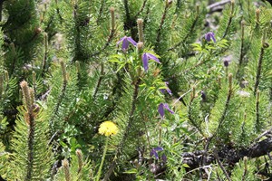 Clematis alpina (Alpen-Waldrebe)