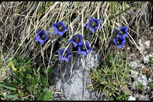 Gentiana clusii (clusius's gentian)