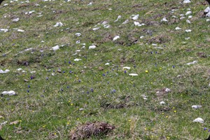 Alpine Blumenwiese mit Gentiana clusii