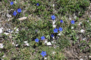 Gentiana verna at 2400 m