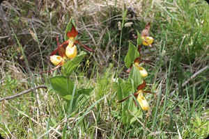 Cypripedium calceolus (lady's-slipper orchid)